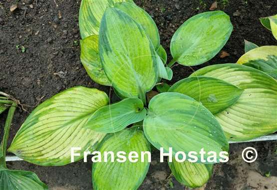 Hosta Lean on Me