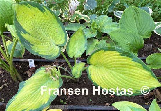 Hosta Lean on Me