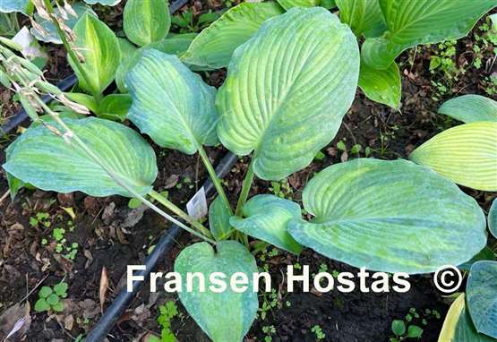 Hosta Lean on Me