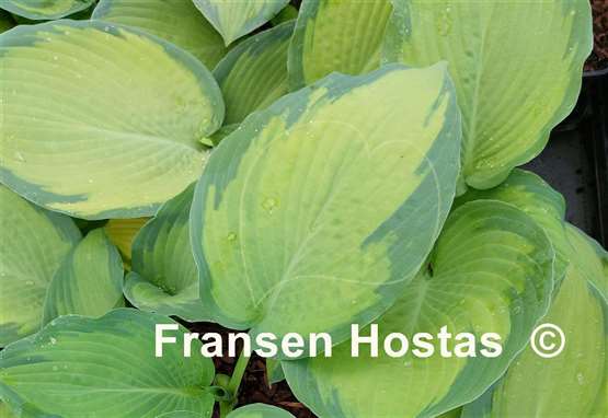 Hosta Lean on Me