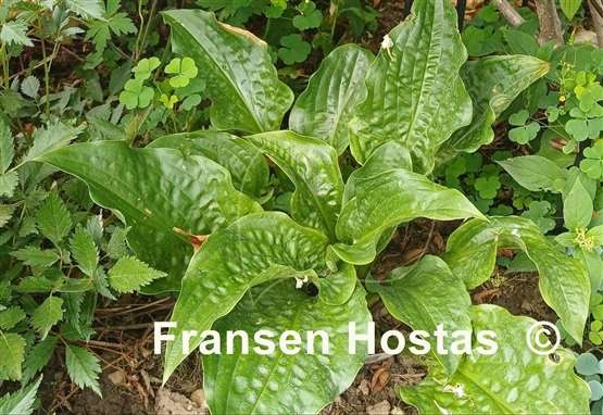 Hosta Leapin' Lizard