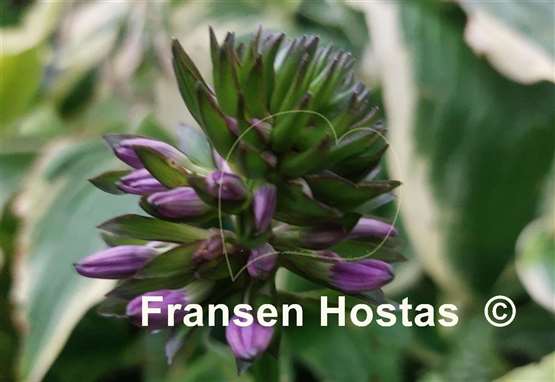 Hosta Leapin' Lizard