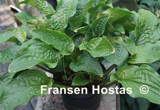 Hosta Leapin' Lizard