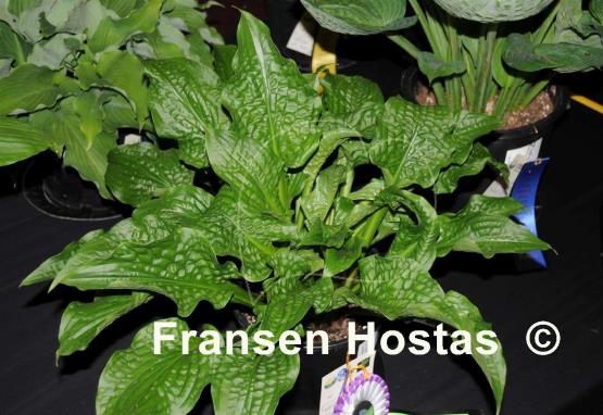 Hosta Leapin' Lizard