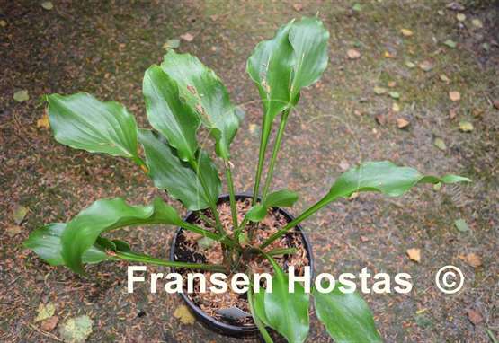 Hosta Leather Gloss