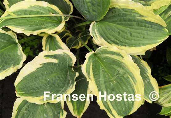 Hosta Leather and Lace