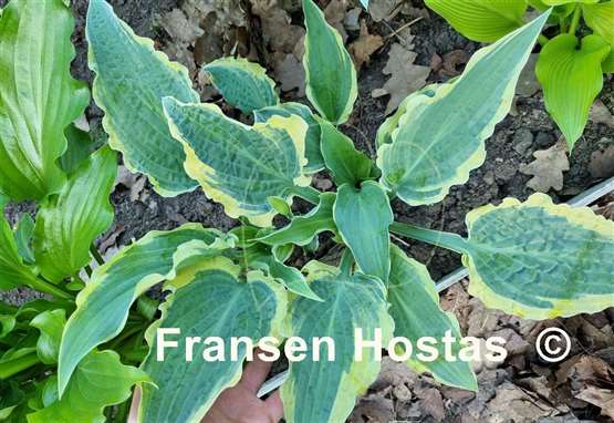 Hosta Leather and Lace