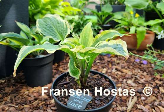 Hosta Leather and Lace