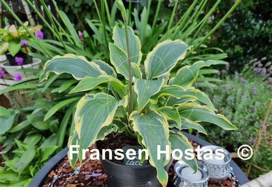 Hosta Leather and Lace