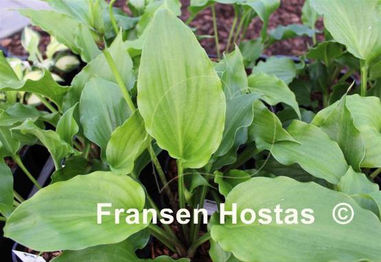 Hosta Leather Gloss