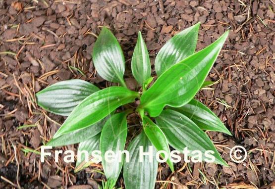 Hosta Leather Sheen