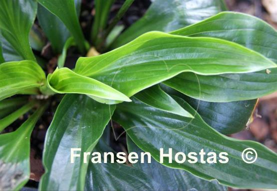 Hosta Leather Sheen