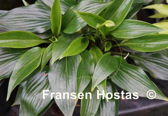 Hosta Leather Sheen