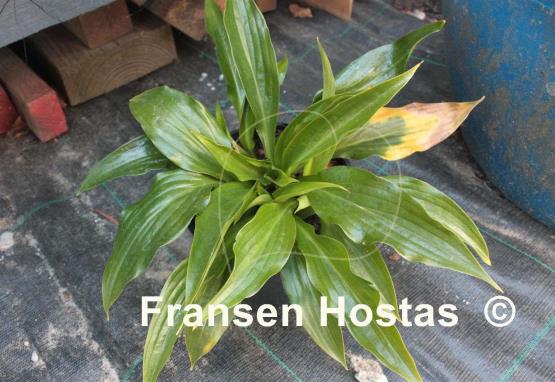 Hosta Leather Sheen
