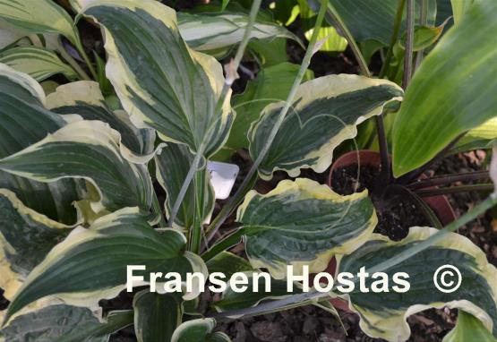 Hosta Leather and Lace