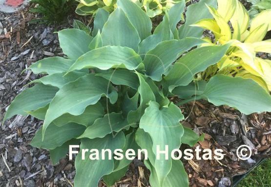 Hosta Lederhosen