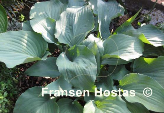 Hosta Lederhosen