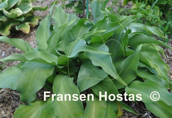Hosta Lederhosen