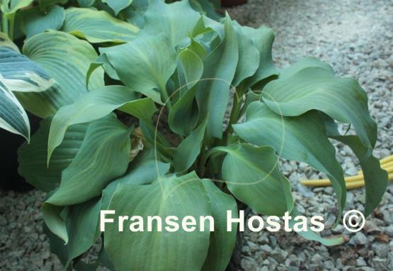 Hosta Lederhosen