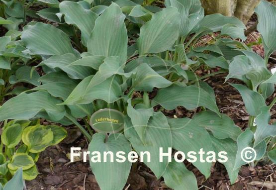 Hosta Lederhosen