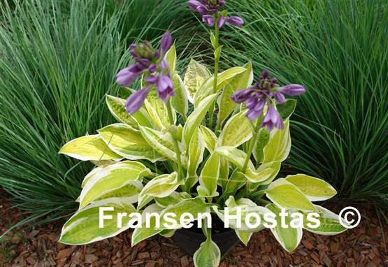 Hosta Lemon Candy