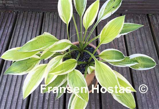 Hosta Lemon Candy