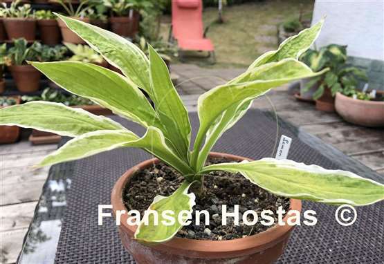 Hosta Lemon Candy
