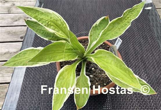 Hosta Lemon Candy