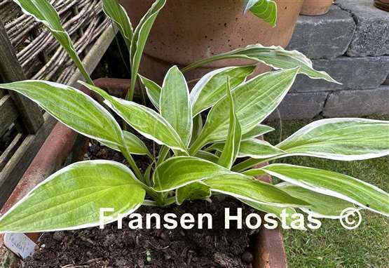 Hosta Lemon Candy
