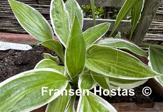 Hosta Lemon Candy