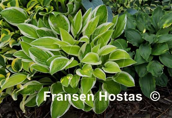 Hosta Lemon Candy