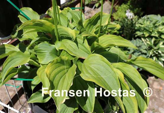 Hosta Lemon Delight