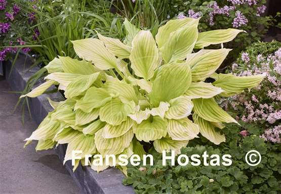 Hosta Lemon Feather