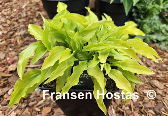 Hosta Lemon Lime