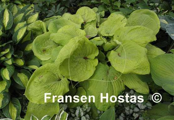 Hosta Lemon Meringue