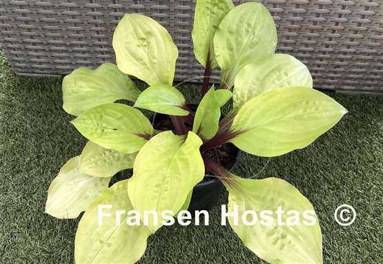 Hosta Lemon Snap