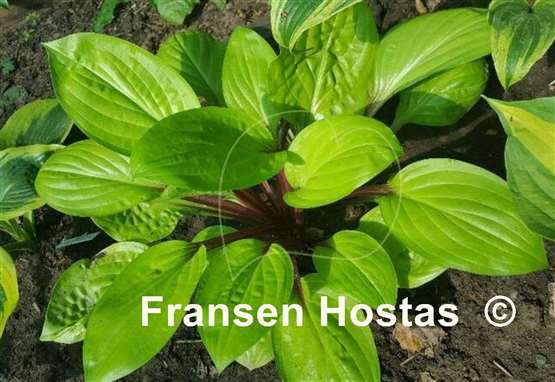 Hosta Lemon Snap
