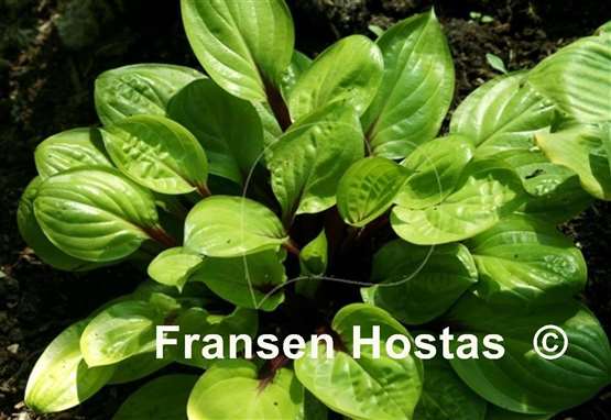 Hosta Lemon Snap