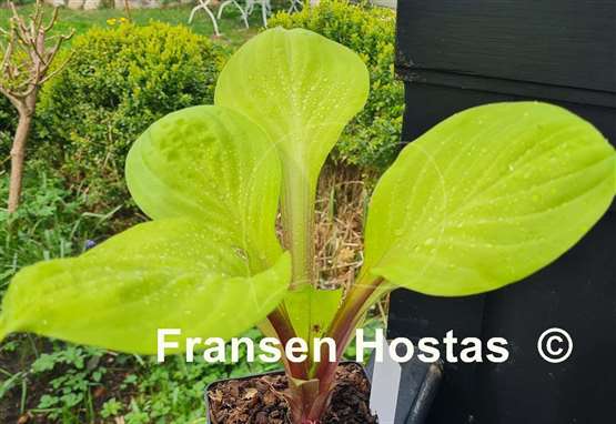 Hosta Lemon Snap