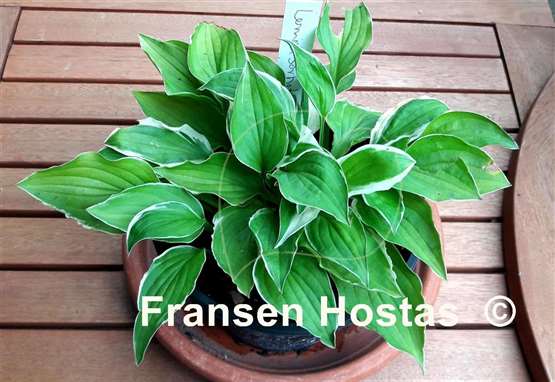 Hosta Lemon Sorbet