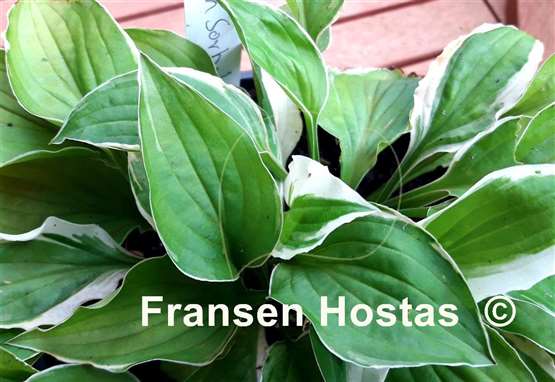 Hosta Lemon Sorbet