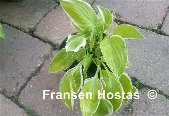 Hosta Lemon Sorbet