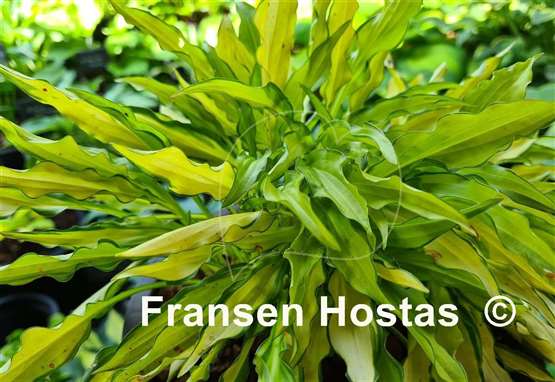 Hosta Lemon Zinger 