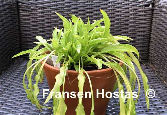 Hosta Lemon Zinger
