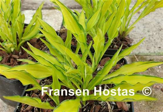 Hosta Lemon Zinger