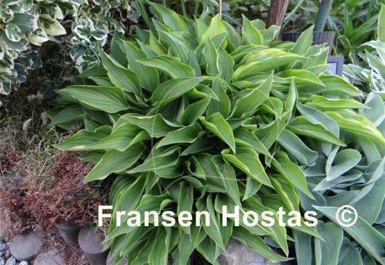 Hosta Lemon Delight