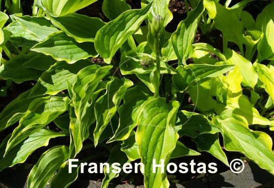 Hosta Lemon Delight