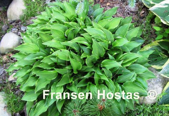 Hosta Lemon Delight