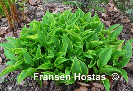 Hosta Lemon Delight