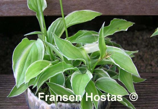 Hosta Lemon Frost